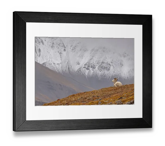Framed Print : Dall sheep, Alaska snow sheep, Ovis dalli