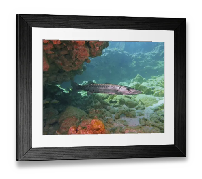 Framed Print : Great barracuda (Sphyraena barracuda)