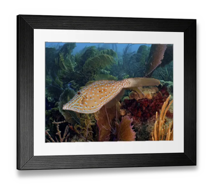 Framed Print : A scrawled filefish (Aluterus scriptus) covered with dots swims in front of a coral reef