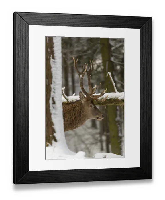 Framed Print : One Red Deer stag standing in a snow covered dense forest in winter