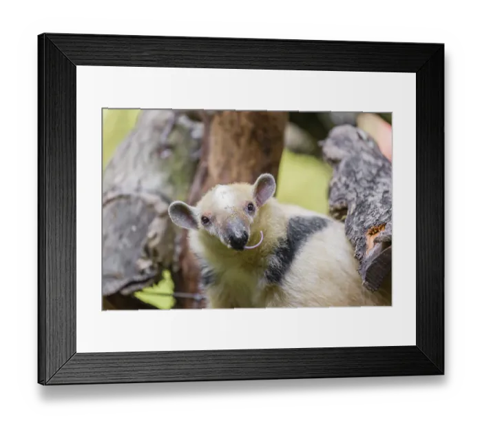 Framed Print : One southern tamandua (Tamandua tetradactyla)