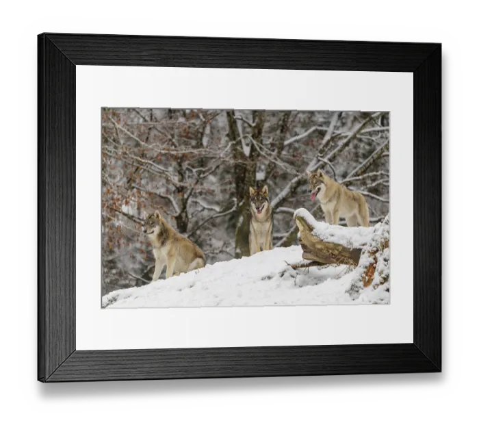 Framed Print : Three grey wolves (Canis lupus lupus) stand on a snow-covered hill behind a fallen tree on a cold