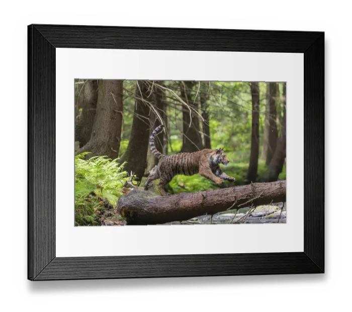 Framed Print : One young female Siberian Tiger Framed Print : One young female Siberian Tiger
