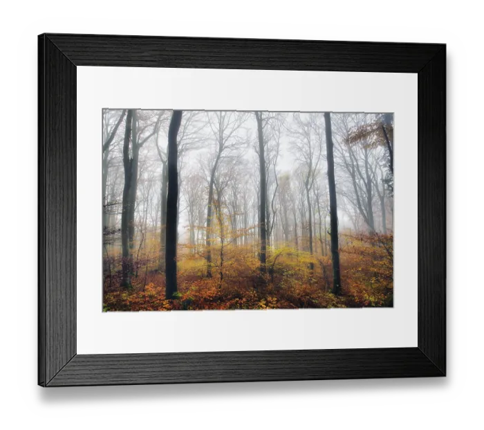 Framed Print : Beech forest (Fagus sylvatica) in autumn in the fog