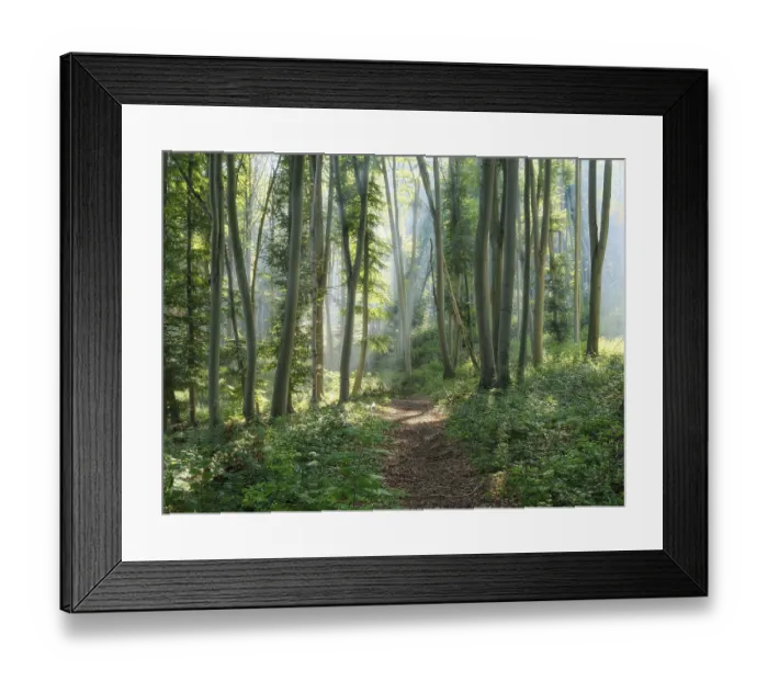 Framed Print : Hiking trail through natural green beech forest in the morning light Framed Print : Hiking trail through natural green beech forest in the morning light