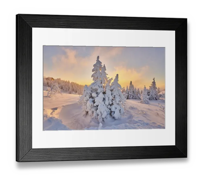 Framed Print : Snowed-in spruces (Picea abies) at sunrise in winter on the Arber