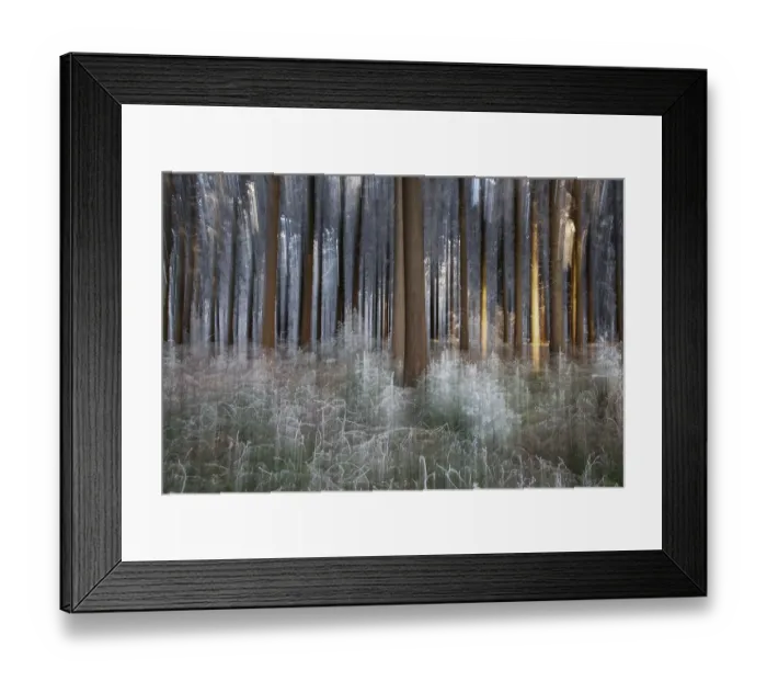 Framed Print : Winter, trees and ground vegetation with hoarfrost in the forest