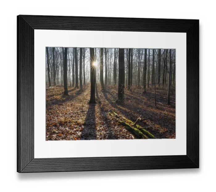 Framed Print : Deciduous forest in autumn, backlit with sun star