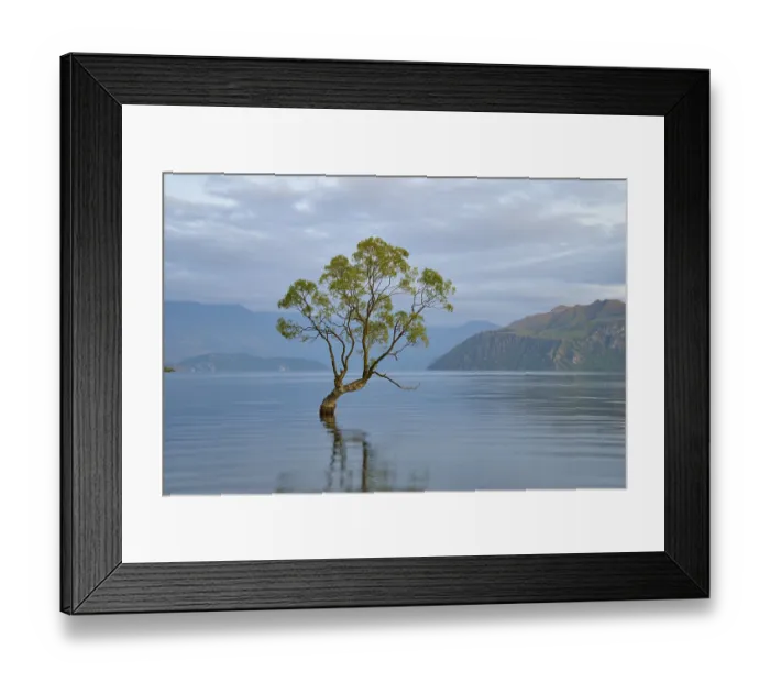 Framed Print : A tree stands calmly in the blue water of a lake