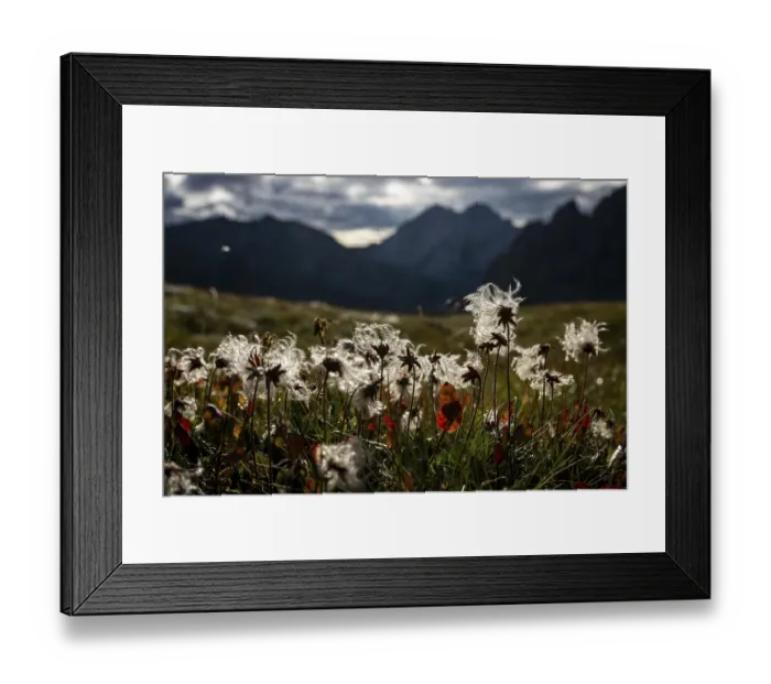Framed Print : Cotton grass in a meadow with Montafon mountains in the background