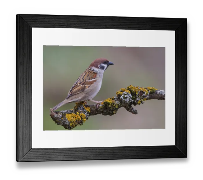 Framed Print : Eurasian Tree Sparrow (Passer montanus)