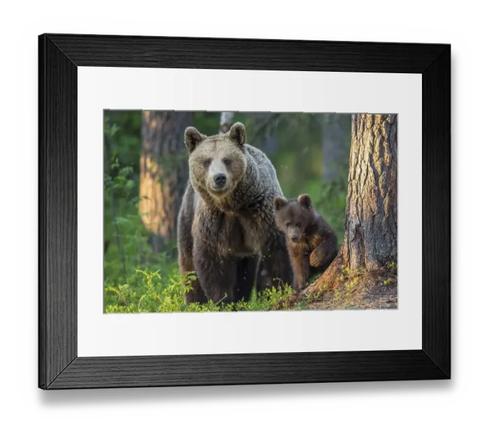 Framed Print : Eurasian Brown Bear (Ursus arctos) mother with cubs in forest