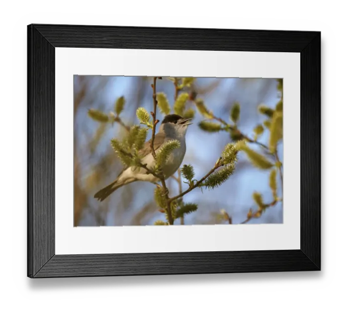 Framed Print : Eurasian Blackcap (Sylvia atricapilla) male singing