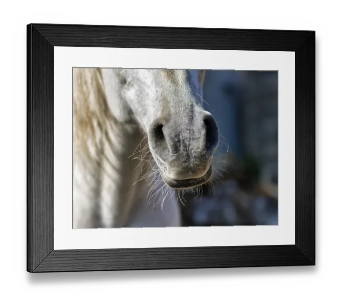 Framed Print : Thoroughbred Arabian, grey, close-up with nostrils Framed Print : Thoroughbred Arabian, grey, close-up with nostrils