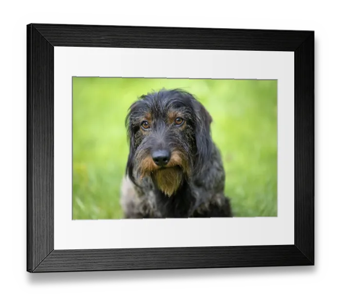 Framed Print : Rough-haired dachshund (Canis lupus familiaris) puppy