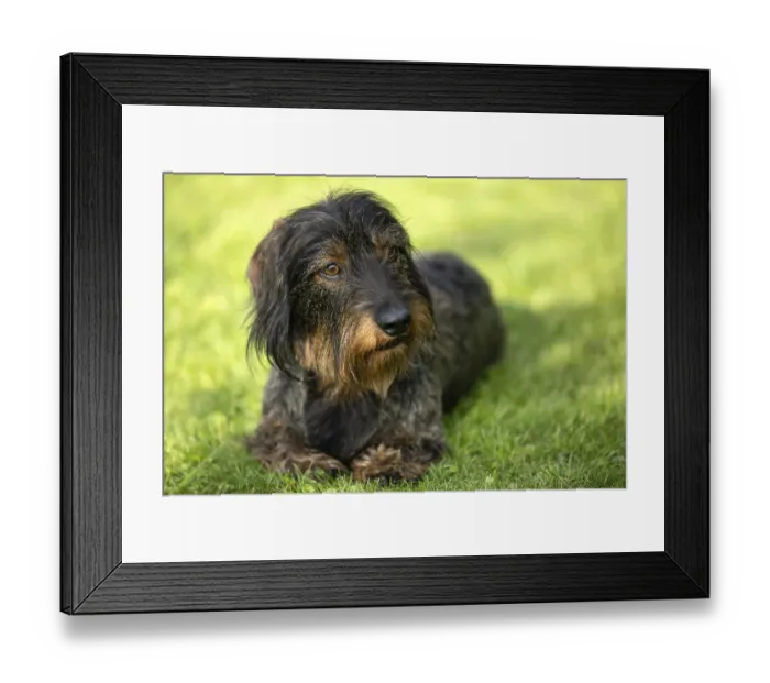 Framed Print : Rough-haired dachshund (Canis lupus familiaris) puppy