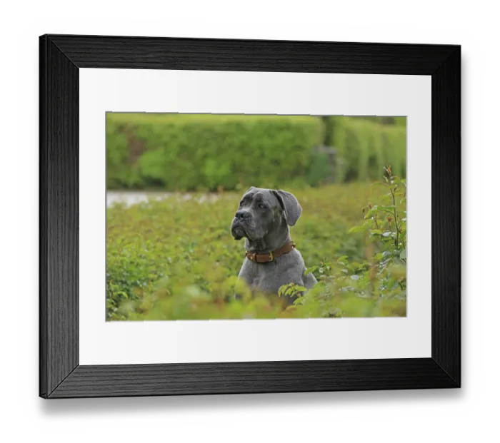 Framed Print : Cane Corso Italiano