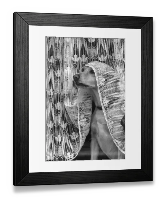 Framed Print : Dog looking out of the window under a curtain Framed Print : Dog looking out of the window under a curtain