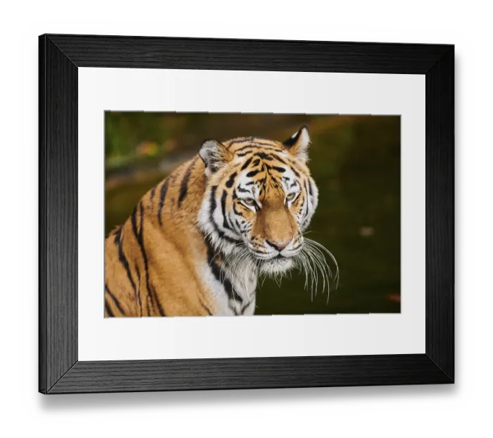 Framed Print : Siberian tiger (Panthera tigris altaica)