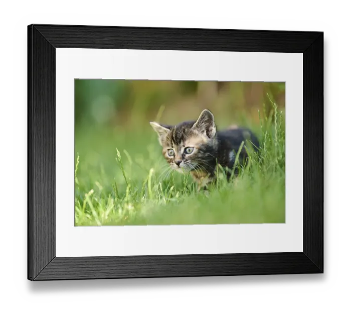 Framed Print : Bengal cat, domestic cat, kitten walking on a meadow Framed Print : Bengal cat, domestic cat, kitten walking on a meadow