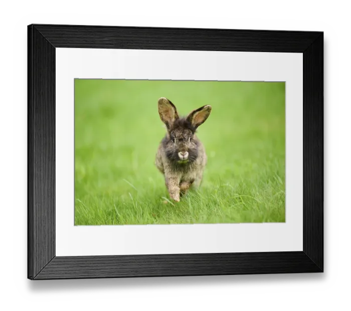 Framed Print : Domesticated rabbit (Oryctolagus cuniculus forma domestica) running on a meadow