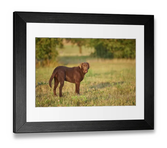 Framed Print : Close-up of a Labrador Retriever on a meadow in late summer Framed Print : Close-up of a Labrador Retriever on a meadow in late summer