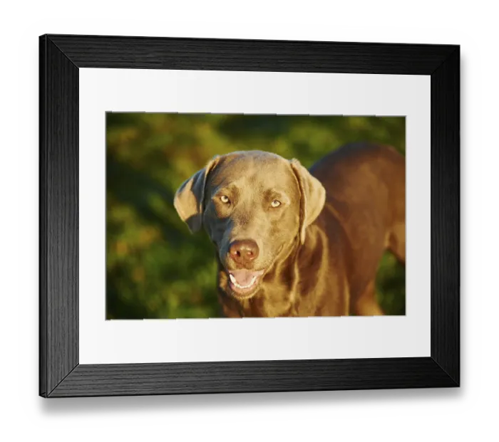 Framed Print : Labrador Retriever on a meadow in autumn