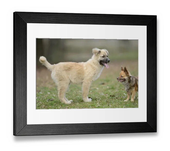 Framed Print : Close-up of a mixed breed dog in a garden in spring