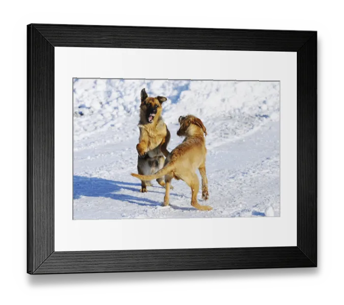 Framed Print : Two dogs play happily in the snow and show lively movements with joyful expressions