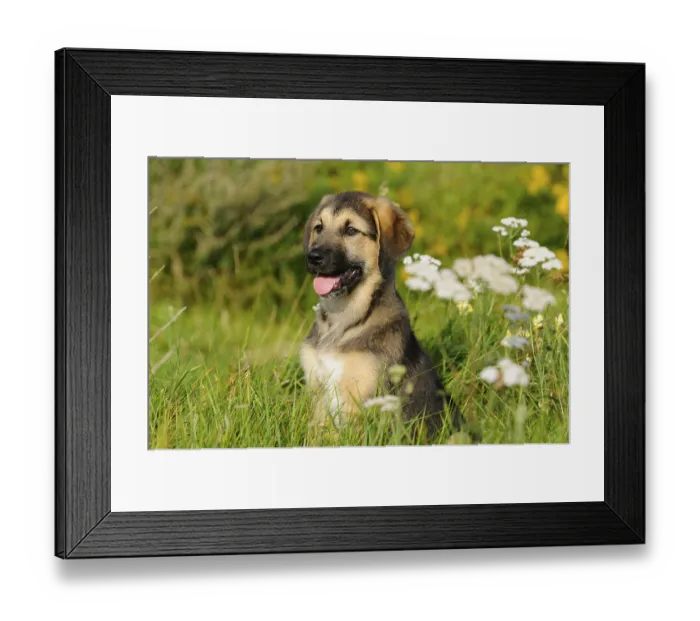 Framed Print : A sitting puppy on a flowery meadow Framed Print : A sitting puppy on a flowery meadow