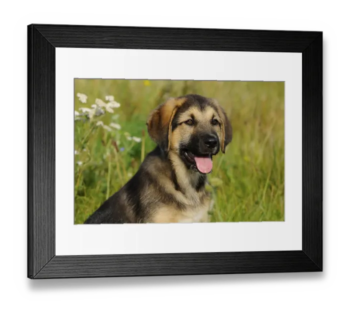 Framed Print : A puppy with open mouth can be seen on a green flower meadow