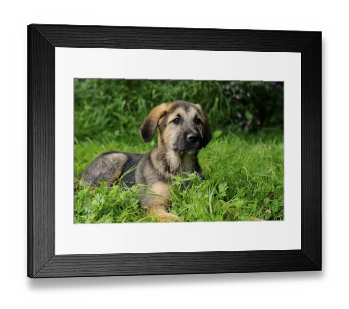 Framed Print : The puppy lies relaxed in the grass