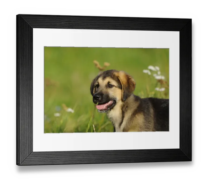 Framed Print : The young dog sits happily in a meadow with flowers