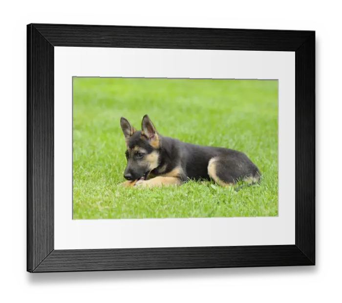 Framed Print : A playful German Shepherd puppy lies in the grass and chews Framed Print : A playful German Shepherd puppy lies in the grass and chews