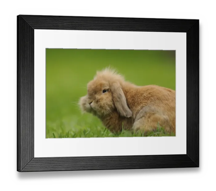 Framed Print : Fluffy hare with long ears resting in the grass Framed Print : Fluffy hare with long ears resting in the grass