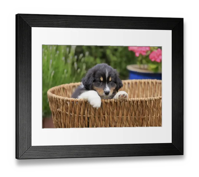 Framed Print : Australian Shepherd domestic dog (Canis lupus familiaris)