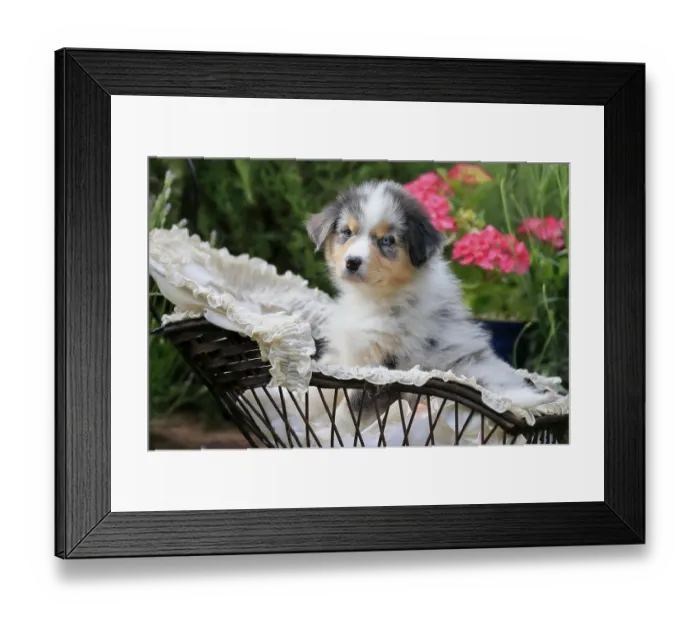 Framed Print : Australian Shepherd domestic dog (Canis lupus familiaris) Framed Print : Australian Shepherd domestic dog (Canis lupus familiaris)