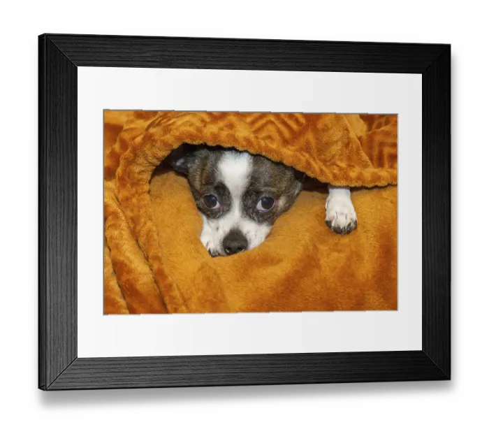 Framed Print : A small dog finds shelter under a soft Framed Print : A small dog finds shelter under a soft