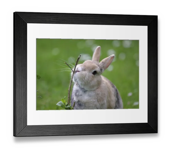 Framed Print : Rabbit (Oryctolagus cuniculus domestica) Framed Print : Rabbit (Oryctolagus cuniculus domestica)