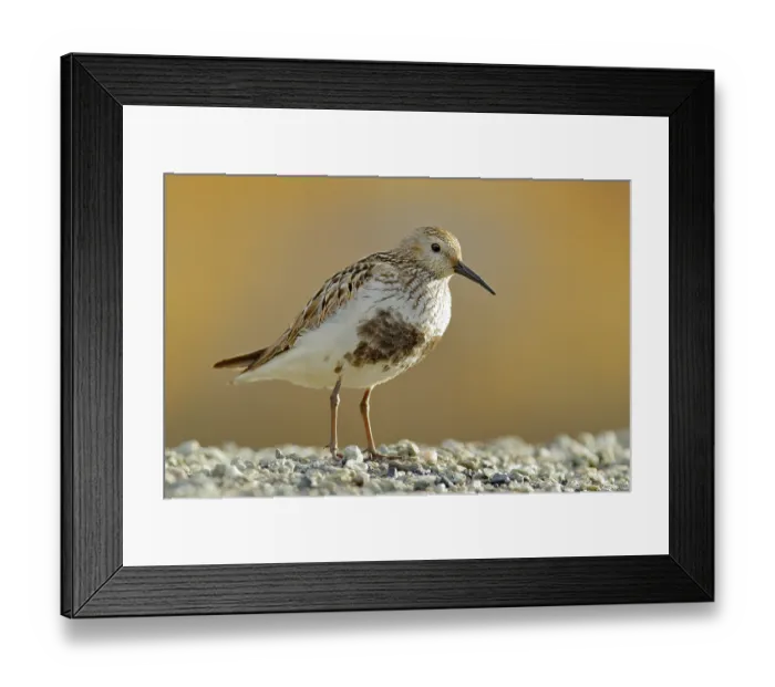 Framed Print : Dunlin, Calidris alpina, water bird in the nature habitat in Svalbard