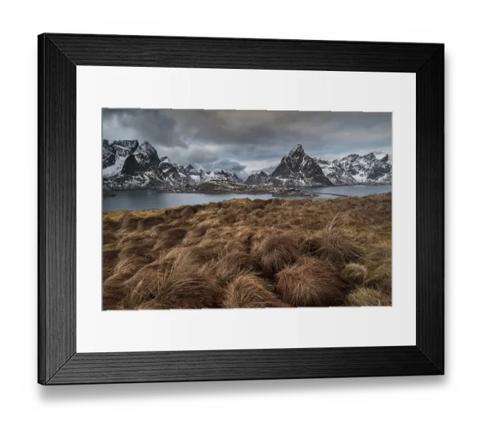 Framed Print : Grasbueschel in front of fishing village Reine Framed Print : Grasbueschel in front of fishing village Reine