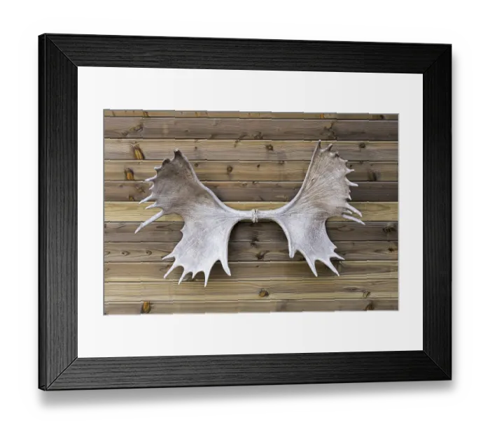 Framed Print : Moose (Alces alces), elk antlers hanging on wall of wooden cabin Framed Print : Moose (Alces alces), elk antlers hanging on wall of wooden cabin