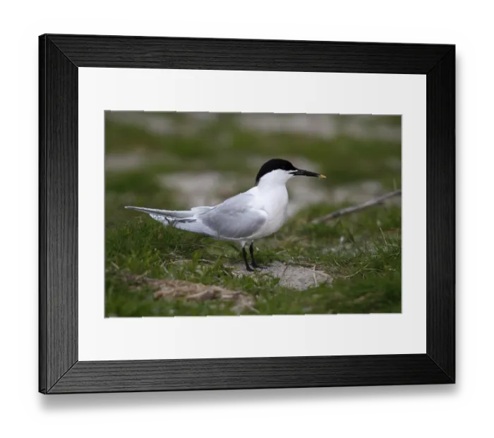 Framed Print : Sandwich tern (Sterna sandvicensis) standing in a meadow