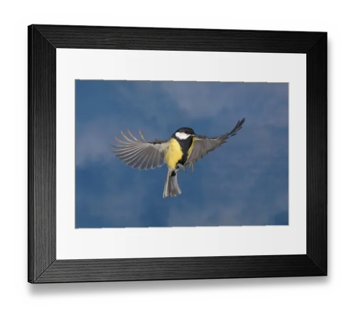Framed Print : Great tit (Parus major) in flight in front of the sky