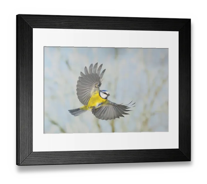 Framed Print : Blue tit (Parus caeruleus), in flight
