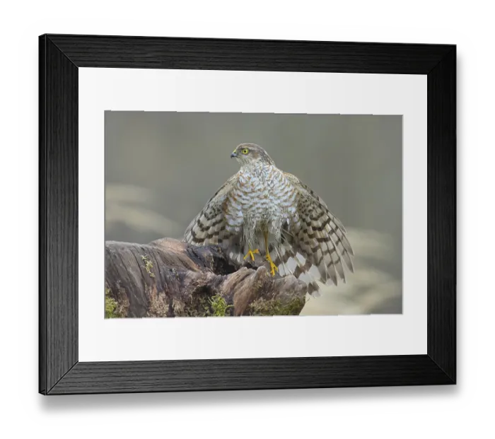 Framed Print : Sparrowhawk (Accipiter nisus) male Framed Print : Sparrowhawk (Accipiter nisus) male