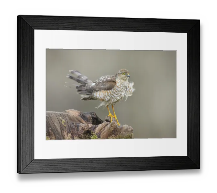 Framed Print : Sparrowhawk (Accipiter nisus) male