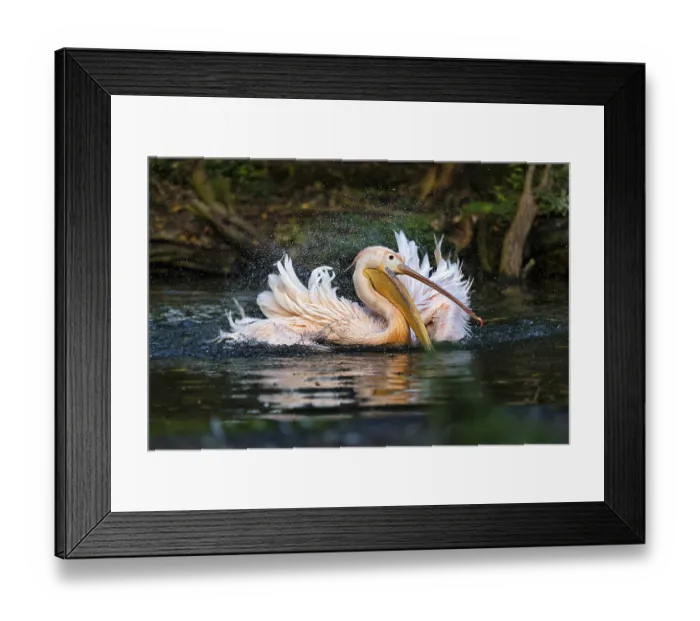 Framed Print : Great white pelican (Pelecanus onocrotalus) shakes water from feathers Framed Print : Great white pelican (Pelecanus onocrotalus) shakes water from feathers