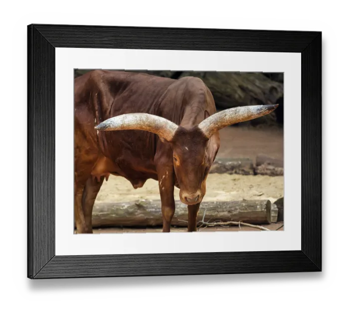 Framed Print : Watussi, Watussi cattle, Ankol cattle Framed Print : Watussi, Watussi cattle, Ankol cattle