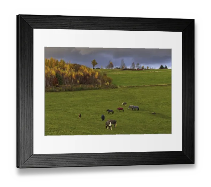 Framed Print : Green pasture with grazing horses under dramatic sky and autumnal trees in the background Framed Print : Green pasture with grazing horses under dramatic sky and autumnal trees in the background